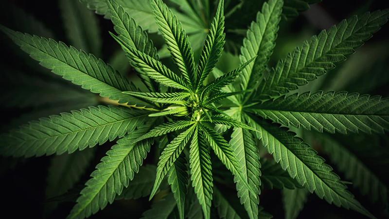 Cannabis 960 540