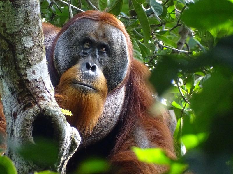 2024 05 02T172708Z 924992269 RC2HI7AJ6VEV RTRMADP 3 SCIENCE ORANGUTAN