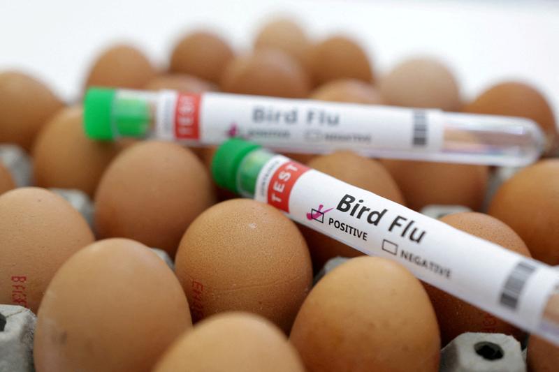 2023 10 05T043510Z 2 LYNXMPEJ930WC RTROPTP 4 HEALTH BIRDFLU MEXICO Scaled