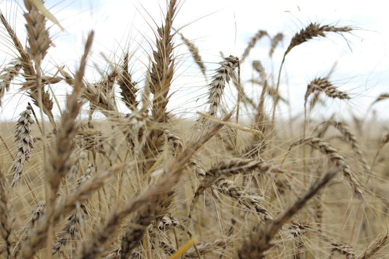 2023 12 26T073030Z 1 LYNXMPEJBP03Y RTROPTP 4 GLOBAL GRAINS OUTLOOK Scaled