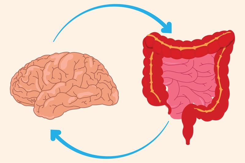 Illustration of the gut–brain axis, showing how the microbiome communicates with the nervous system to influence health and sleep.