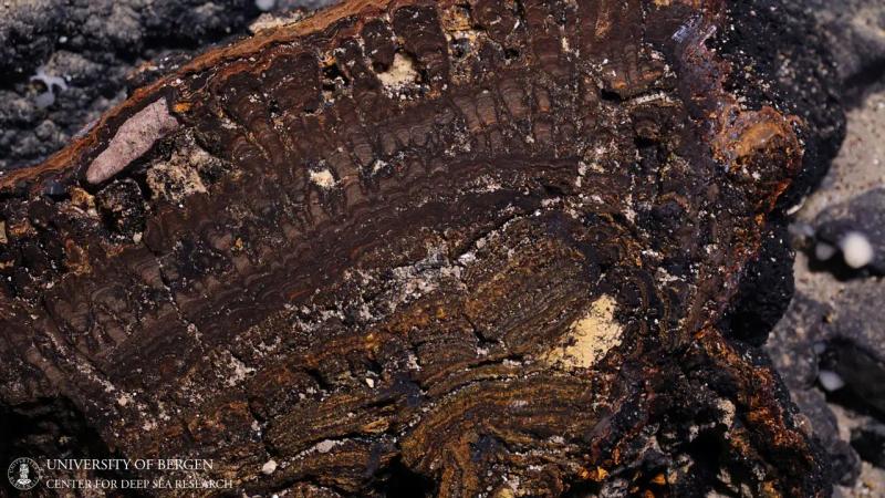 A view shows a cross-section of a manganese crust at the bottom of the Norwegian Sea, in this undated handout picture. University of Bergen, Centre for Deep Sea Research/Handout via REUTERS/File PhotoSource: X80001