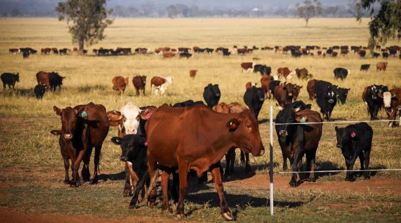 Cattle Australia
