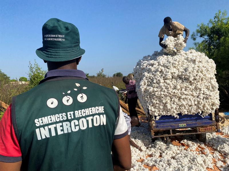 2023 12 07T070943Z 1 LYNXMPEJB606W RTROPTP 4 WESTAFRICA COTTON PEST Scaled