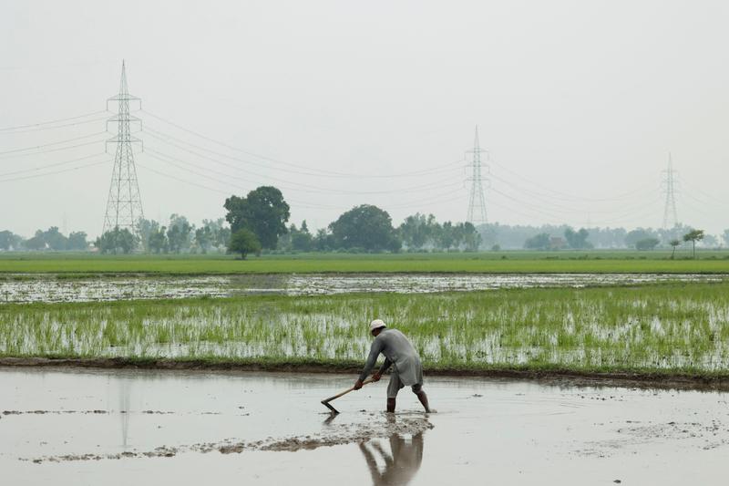A farmer prepares the ground for a rice field, in Muridke, Sheikhupura District in Punjab province, Pakistan, August 12, 2025. REUTERS/Akhtar Soomro