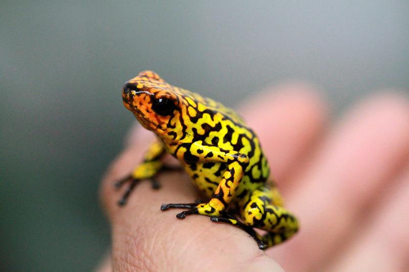 2023 10 04 SCIENCE AMPHIBIANS Scaled