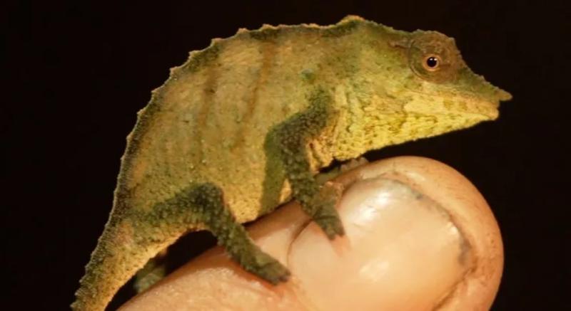 Chameleon Mabu
