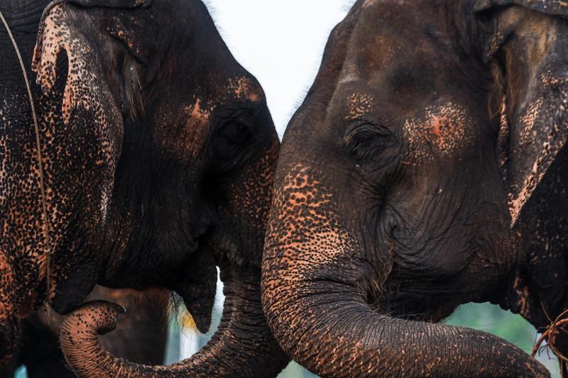 2024 03 13T000000Z 1217374171 RC2OK6APDWU5 RTRMADP 3 THAILAND ELEPHANTDAY Scaled
