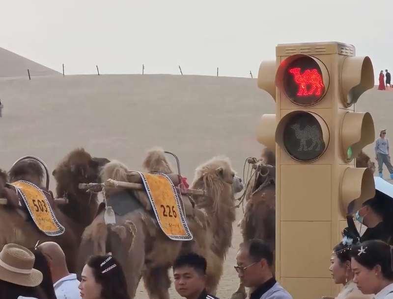 This unusual blend of ancient travel and modern traffic control draws global attention. Photo: Viory