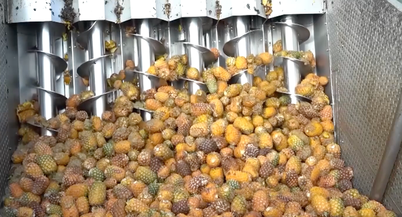 Pineapple waste now fuels Dole’s operations, cutting costs and beating diesel price swings. Photo Credit: Viory